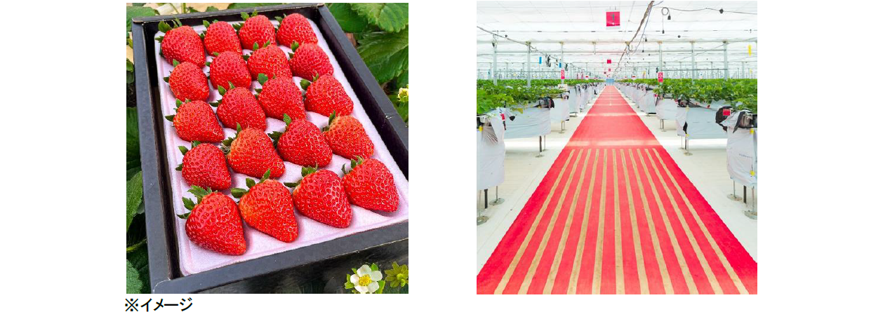 朝採れいちごをお土産として海外へ！ | ZIPAIR公式サイト