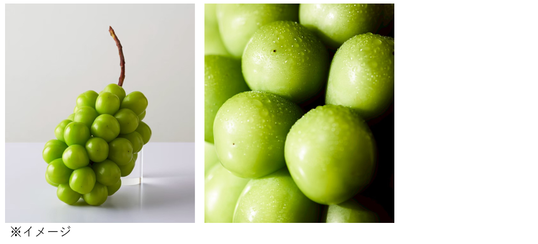 シャインマスカットをお土産として海外へ！ | ZIPAIR公式サイト